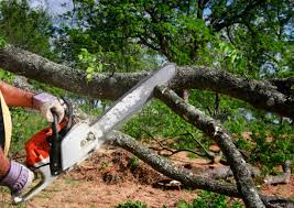 Trusted Deltona, FL Tree Services Experts