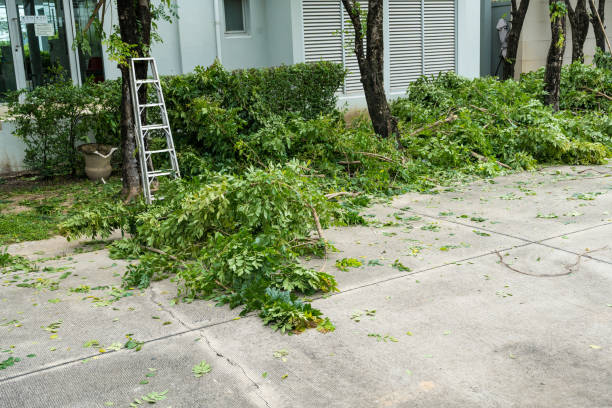 Best Tree and Shrub Care  in Deltona, FL