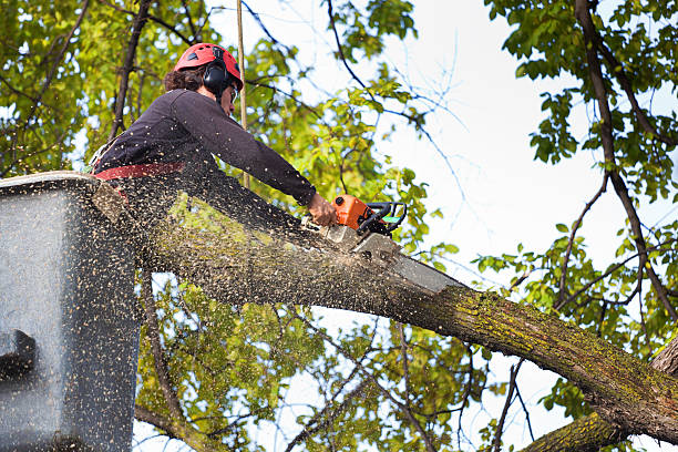 Best Tree Preservation Services  in Deltona, FL