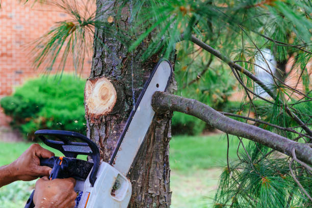 Best Tree Trimming and Pruning  in Deltona, FL